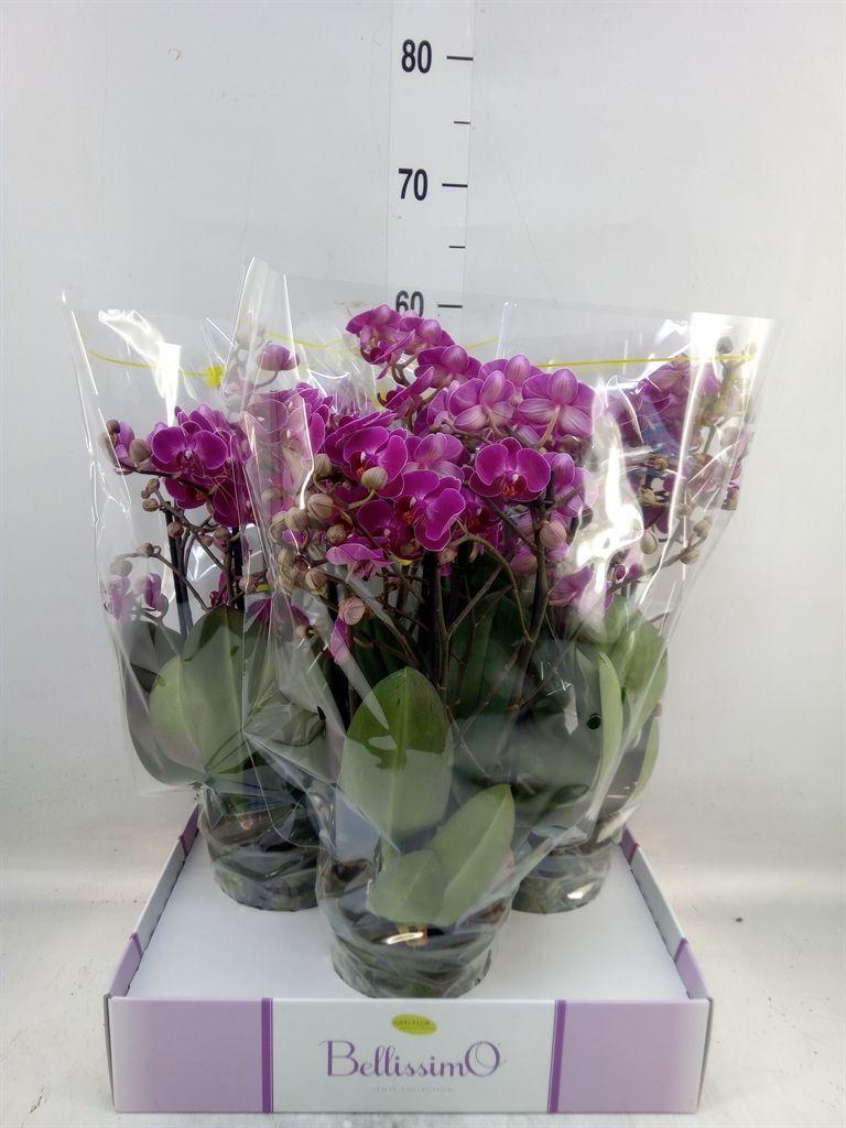Горшечные цветы и растения оптом Phalaenopsis Multi.   ...lilac от 3шт из Голландии с доставкой по России