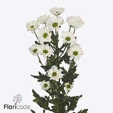 Срезанные цветы оптом Chrys sa bowie от 100шт. из Голландии с доставкой по России