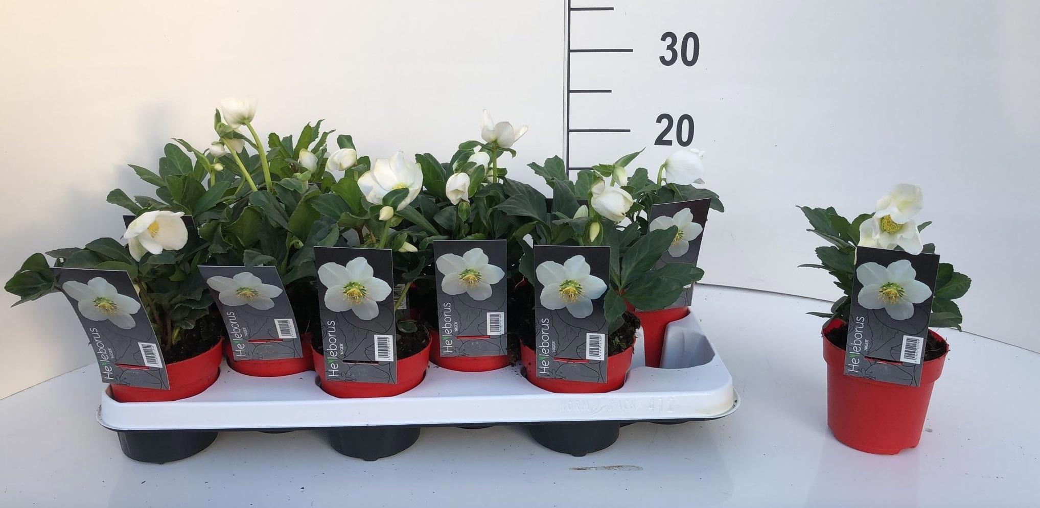 Горшечные цветы и растения оптом Helleborus Christmas Carol (+ Drp.red) от 12шт из Голландии с доставкой по России