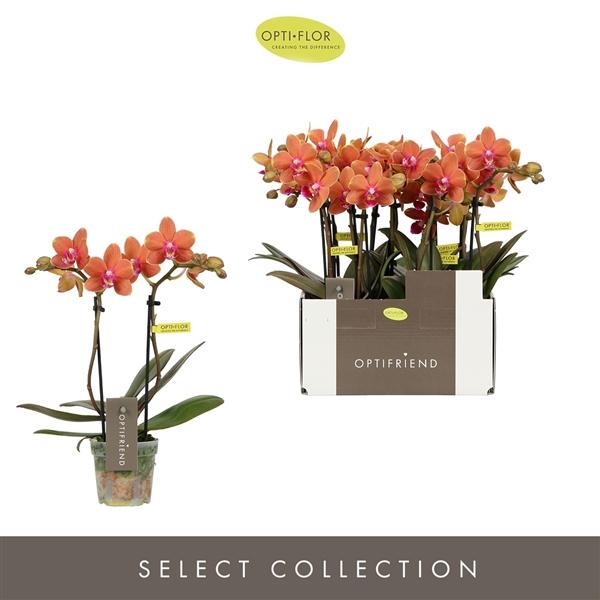 Горшечные цветы и растения оптом Phal 2st Orange 10+ (opti) от 8шт (для телеги) из Голландии с доставкой по России