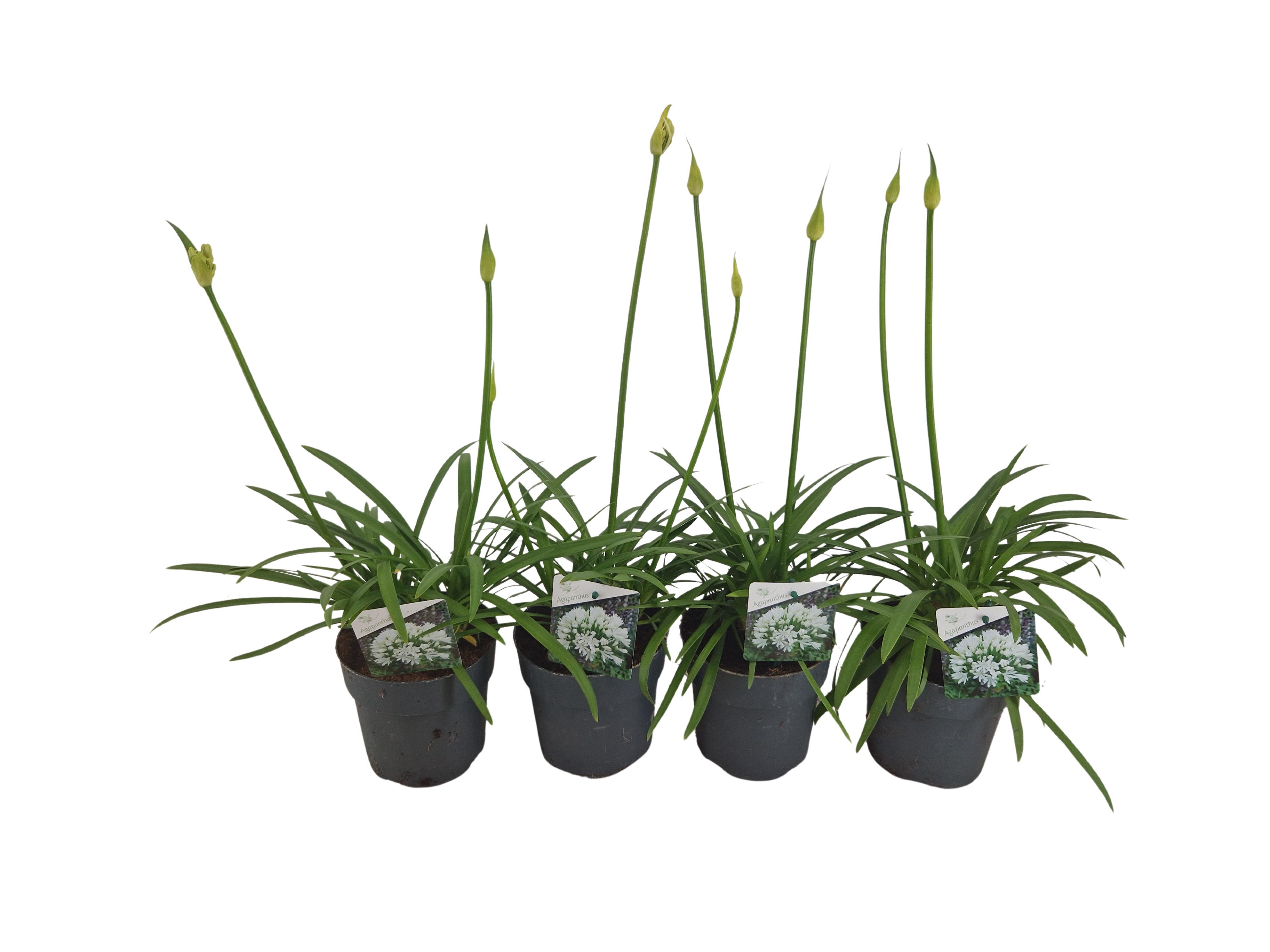 Горшечные цветы и растения оптом Agapanthus Charlotte Wit Pot 12 Cm 2-5 Knoppen Bov от 8шт из Голландии с доставкой по России