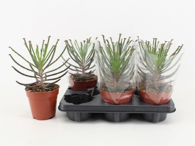 Горшечные цветы и растения оптом Kalanchoe Tubiflora от 6шт из Голландии с доставкой по России