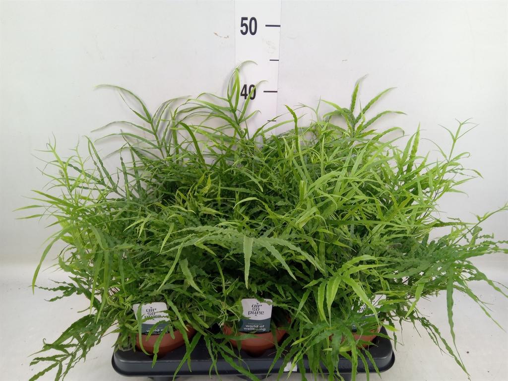 Горшечные цветы и растения оптом Pteris   ... от 6шт из Голландии с доставкой по России