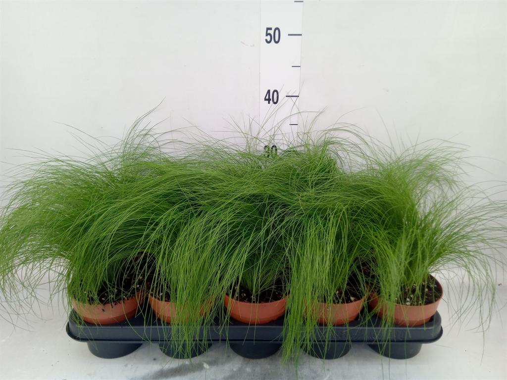 Горшечные цветы и растения оптом Stipa Tenuifolia от 10шт из Голландии с доставкой по России