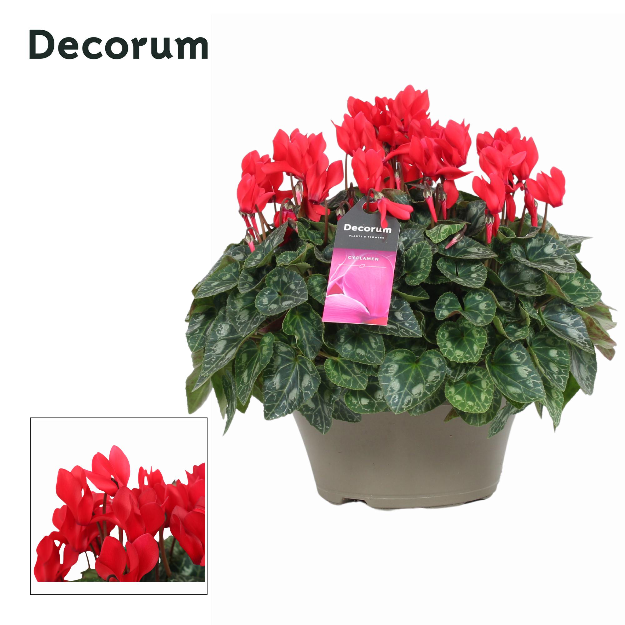 Горшечные цветы и растения оптом Cyclamen Garden Red (decorum) от 1шт (для телеги) из Голландии с доставкой по России