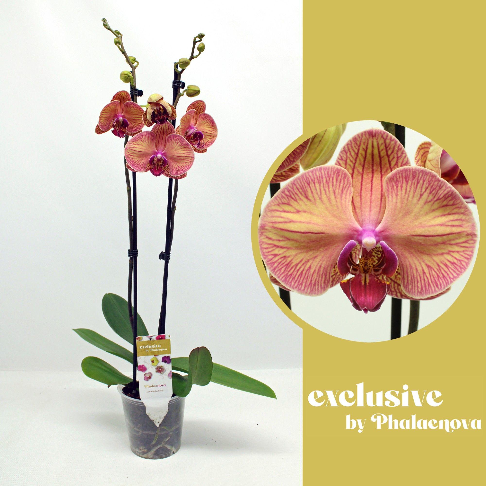 Горшечные цветы и растения оптом Phal 2st Helena 14+ (phalaenova) от 10шт из Голландии с доставкой по России