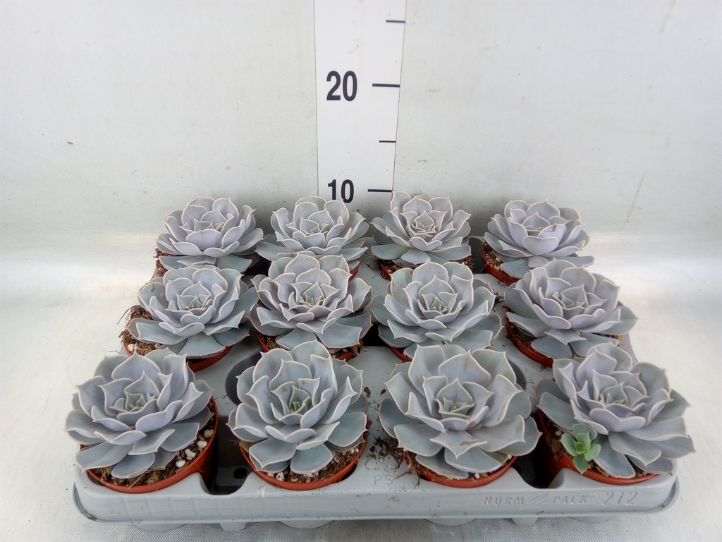 Горшечные цветы и растения оптом Echeveria Lilacina от 12шт (для телеги) из Голландии с доставкой по России