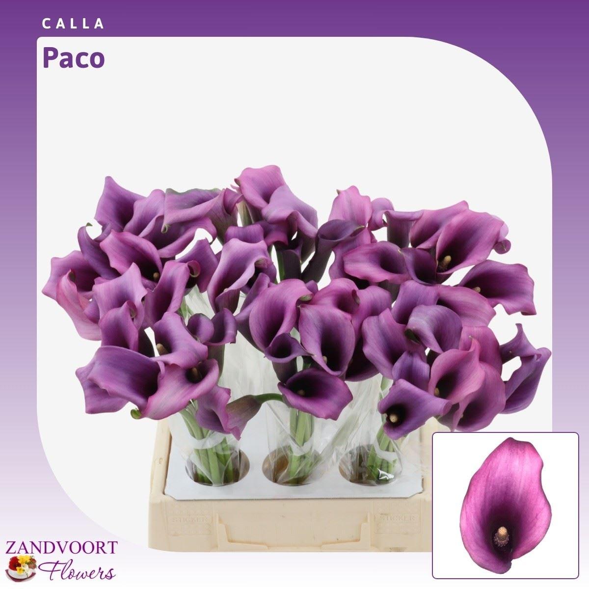 Срезанные цветы оптом Zantedeschia paco от 60шт из Голландии с доставкой по России