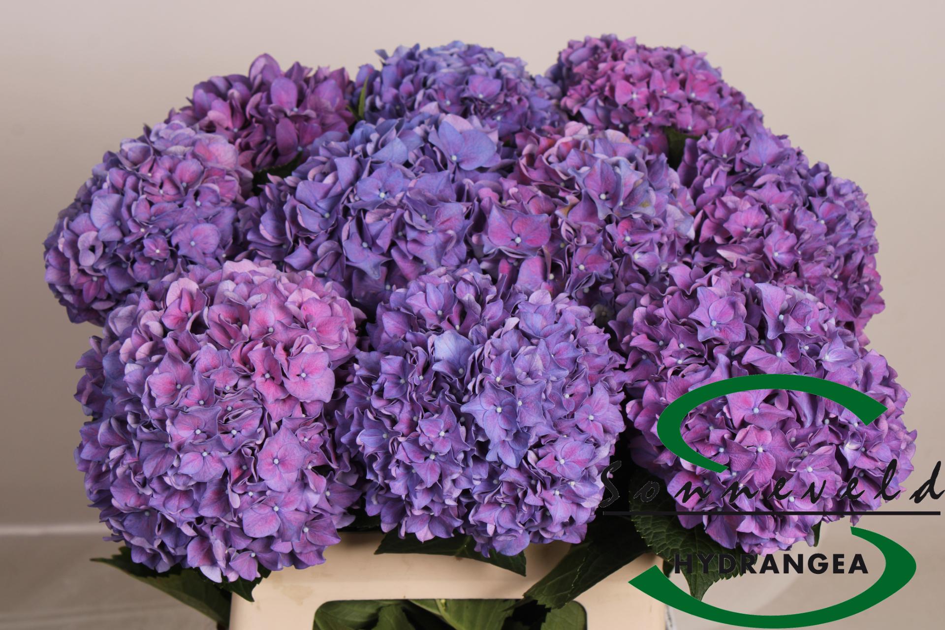 Срезанные цветы оптом Hydrangea rodeo purple от 10шт из Голландии с доставкой по России