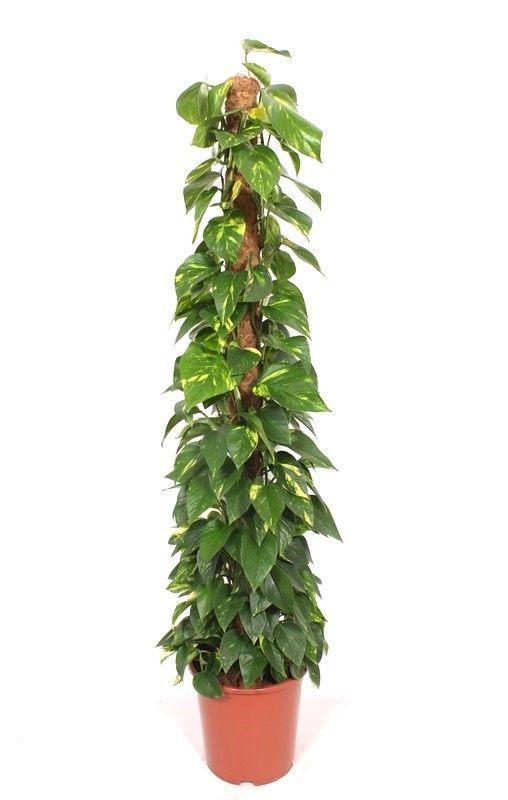 Горшечные цветы и растения оптом Epipremnum Aureum Mosspole от 1шт из Голландии с доставкой по России