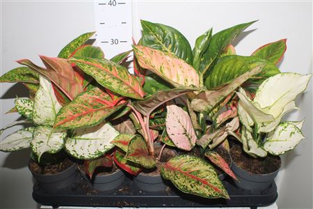 Горшечные цветы и растения оптом Aglao Gem 8 Srt Exclusief от 10шт из Голландии с доставкой по России