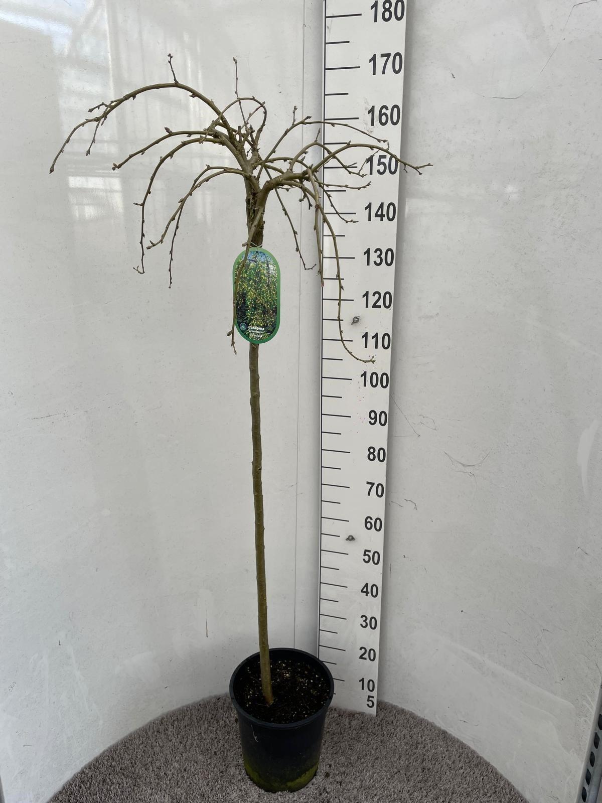 Горшечные цветы и растения оптом Cara Ar Pendula от 1шт из Голландии с доставкой по России