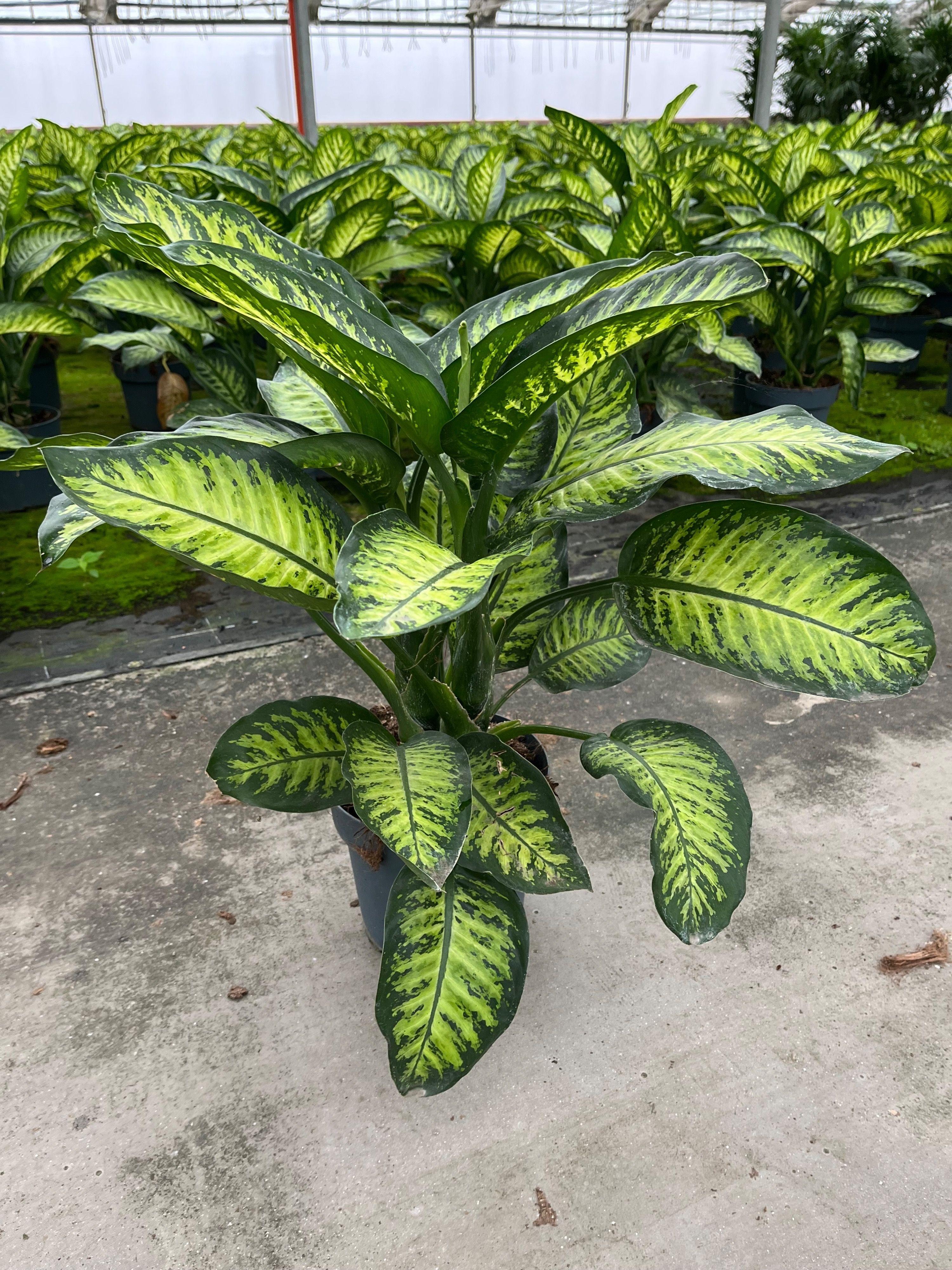 Горшечные цветы и растения оптом Dieffenbachia Tropic Yellow от 1шт из Голландии с доставкой по России