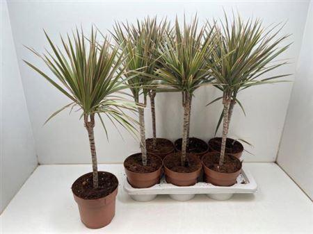 Горшечные цветы и растения оптом Dra Marg Bicolor 30cm 3+ от 6шт из Голландии с доставкой по России