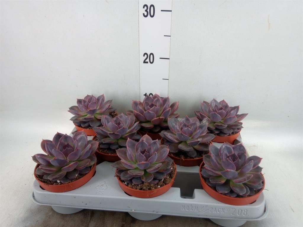 Горшечные цветы и растения оптом Echeveria   ... от 8шт' из Голландии с доставкой по России