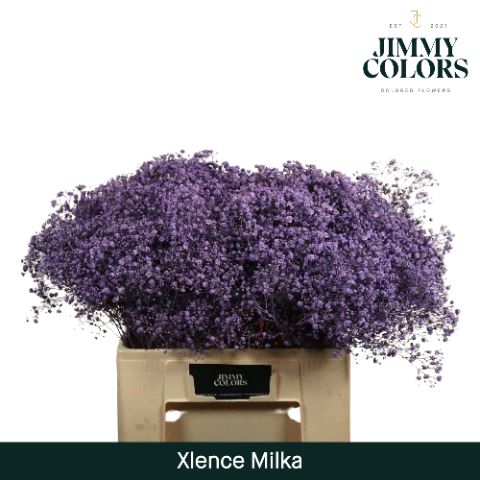 Срезанные цветы оптом Gyps large paint milka от 25шт из Голландии с доставкой по России