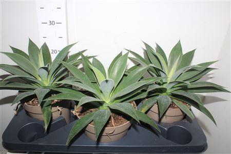 Горшечные цветы и растения оптом Mang Mam Pineap Expr от 3шт из Голландии с доставкой по России