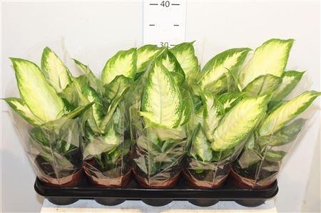 Горшечные цветы и растения оптом Dieffenbachia Camilla от 10шт из Голландии с доставкой по России