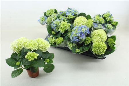 Горшечные цветы и растения оптом Hydrangea Ma Mix 3+ от 8шт из Голландии с доставкой по России