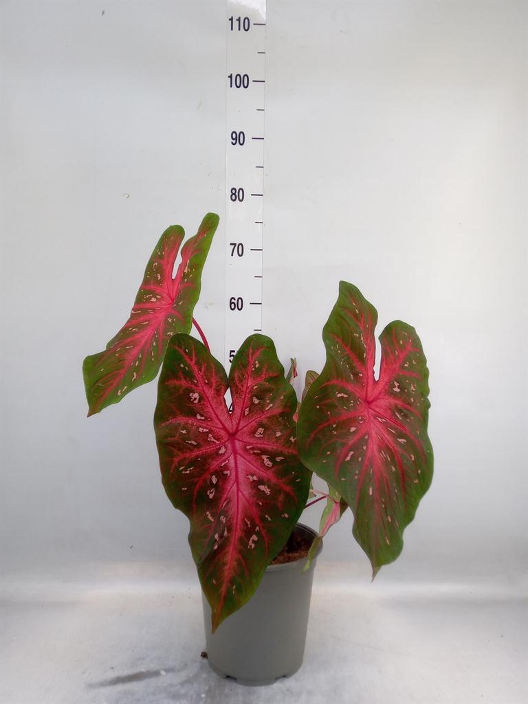Горшечные цветы и растения оптом Caladium   ... от 1шт из Голландии с доставкой по России