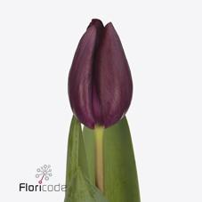 Срезанные цветы оптом Tulipa si caviar от 50шт из Голландии с доставкой по России