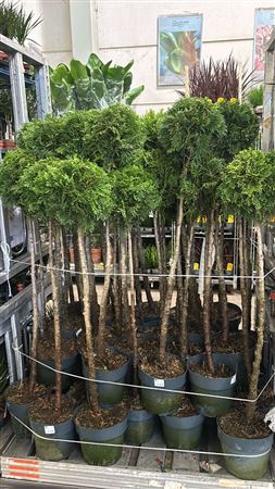 Горшечные цветы и растения оптом Thuja O Smaragd от 1шт из Голландии с доставкой по России