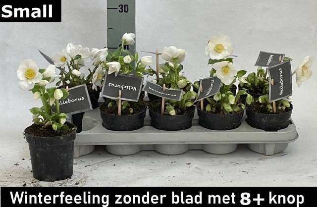 Горшечные цветы и растения оптом Hell Ni Winter Fleur от 10шт из Голландии с доставкой по России Горшечные цветы и растения оптом Hell Ni Winter Fleur от 10шт из Голландии с доставкой по России