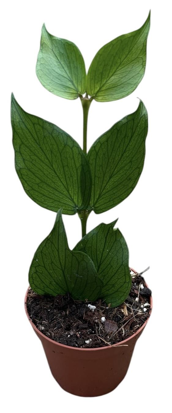 Горшечные цветы и растения оптом Hoya Polyneura от 1шт (для телеги) из Голландии с доставкой по России