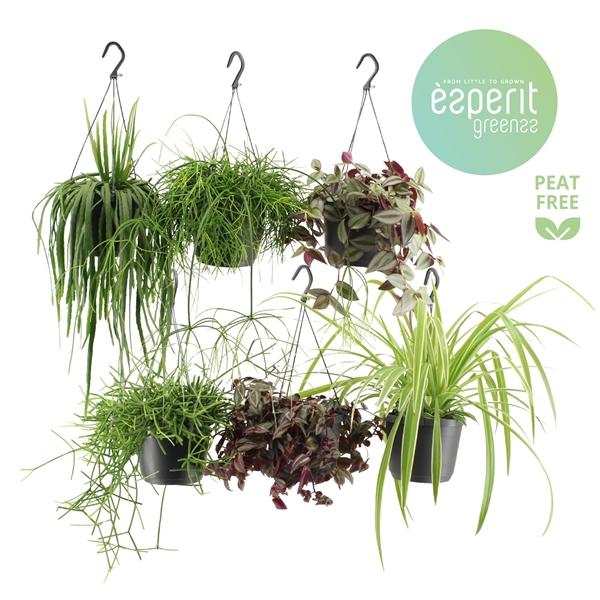 Горшечные цветы и растения оптом Hangmix Greenss 4 Srt Hanging от 6шт из Голландии с доставкой по России