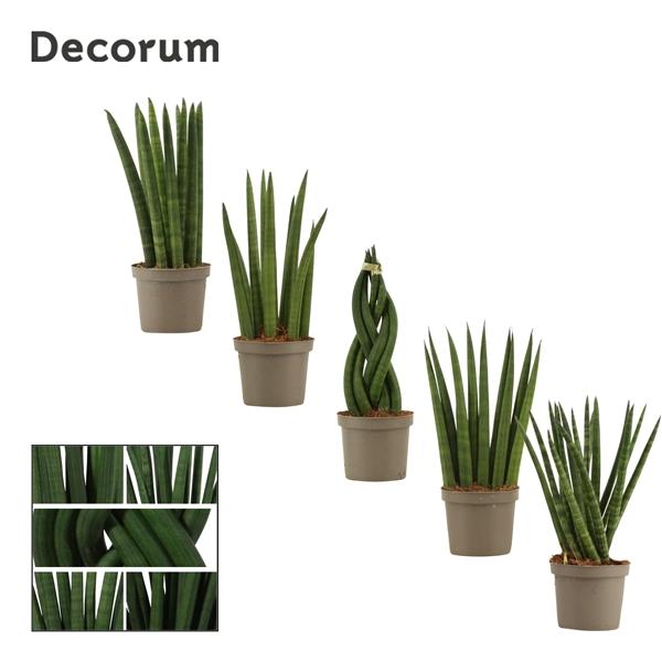 Горшечные цветы и растения оптом Sansevieria Cylindrica Mix (decorum) от 18шт (для телеги) из Голландии с доставкой по России