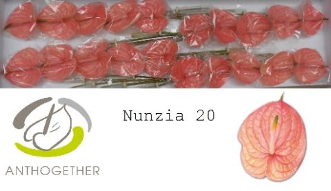 Срезанные цветы оптом Anthurium nunzia от 20шт из Голландии с доставкой по России