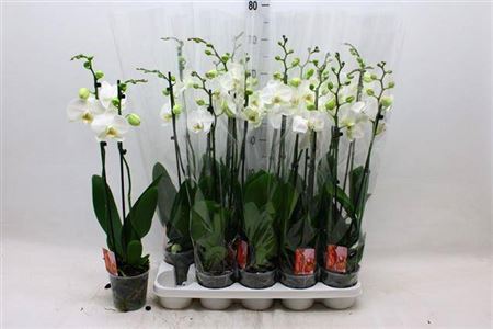 Горшечные цветы и растения оптом Phal F Snow Compass 2 Branches 16+ от 10шт из Голландии с доставкой по России