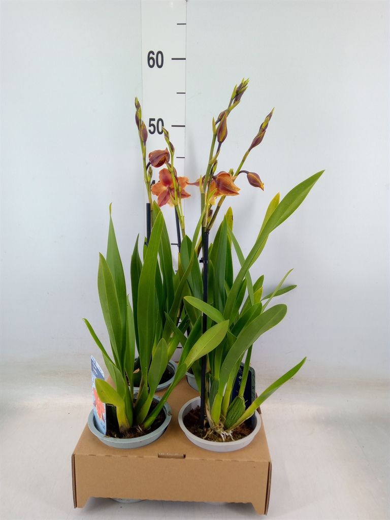 Горшечные цветы и растения оптом Xcolmanara   ... от 4шт из Голландии с доставкой по России