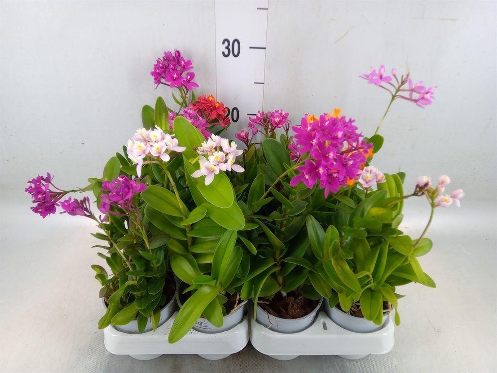 Горшечные цветы и растения оптом Epidendrum   ... от 6шт (для телеги) из Голландии с доставкой по России