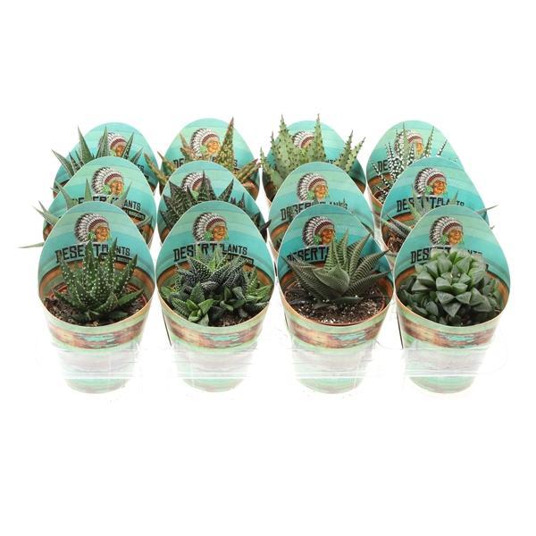 Горшечные цветы и растения оптом Aloe Mix Potcover Desert Plants от 12шт (для телеги) из Голландии с доставкой по России