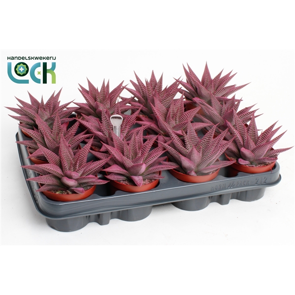 Горшечные цветы и растения оптом Haworthia Spider White Make Upz Pink от 12шт из Голландии с доставкой по России