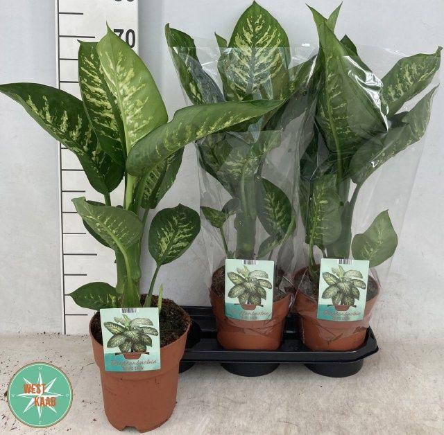 Горшечные цветы и растения оптом Dieffenbachia Tropic Snow от 3шт из Голландии с доставкой по России