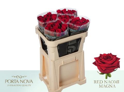 Срезанные цветы оптом Rosa large red naomi! Magna Porta Nova от 50шт из Голландии с доставкой по России