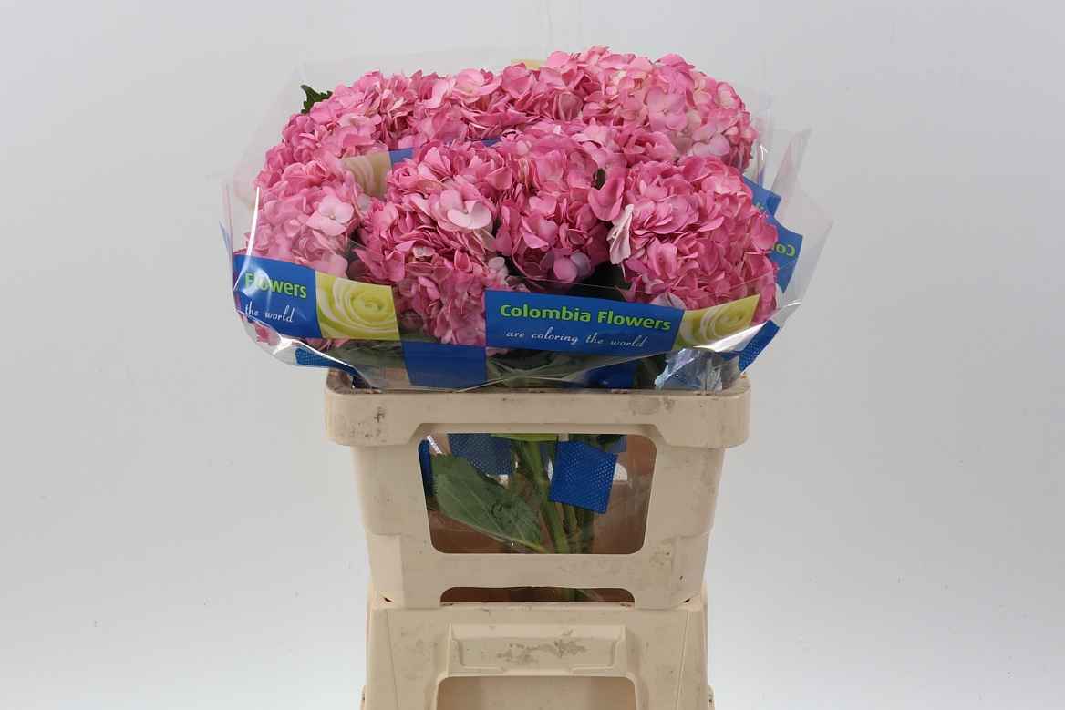 Срезанные цветы оптом Hydrangea old pink от 10шт из Голландии с доставкой по России