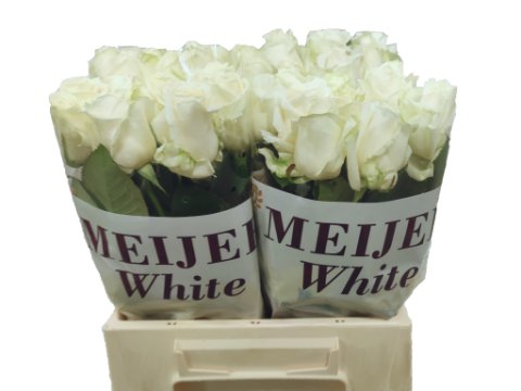 Срезанные цветы оптом Rosa large avalanche+ Meijer White от 40шт из Голландии с доставкой по России