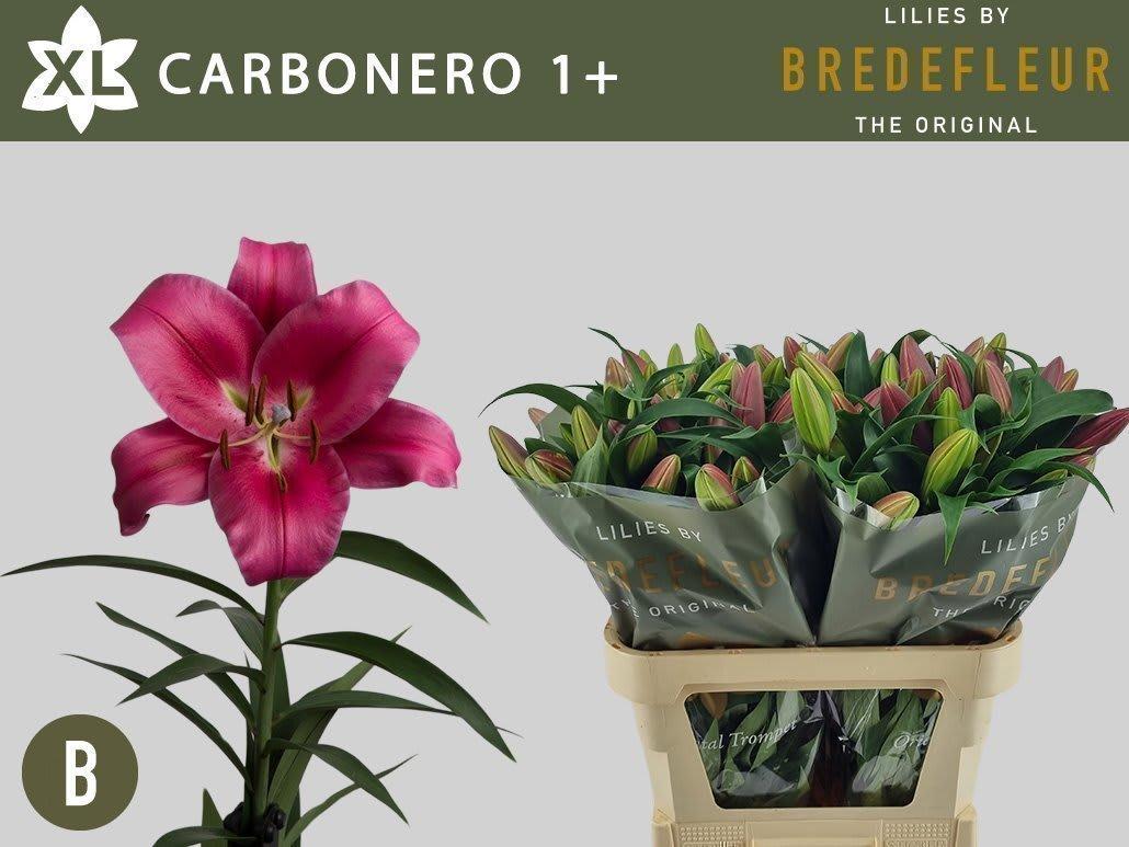 Срезанные цветы оптом Lilium or carbonero от 60шт из Голландии с доставкой по России