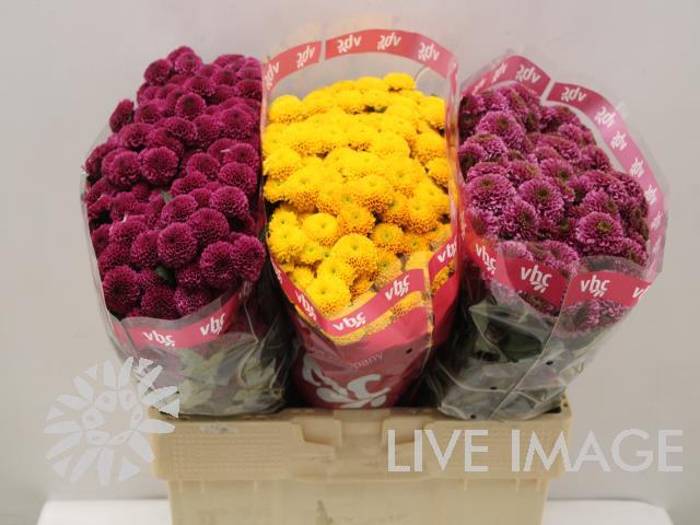 Срезанные цветы оптом Chrys sa mix pompon 3 coll от 75шт из Голландии с доставкой по России