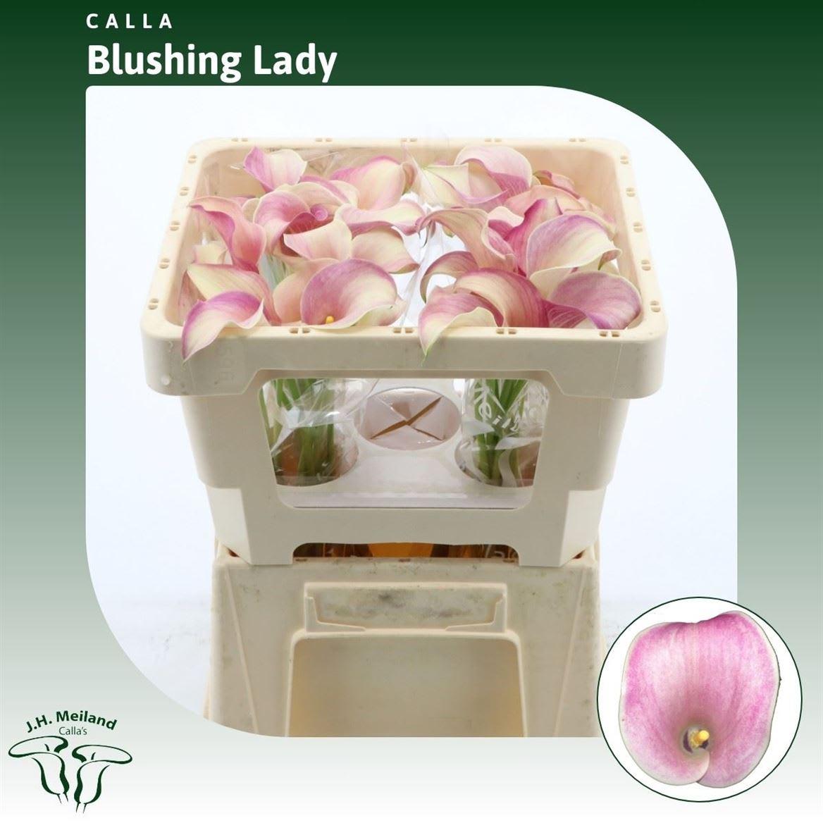 Срезанные цветы оптом Zantedeschia blushing lady от 40шт из Голландии с доставкой по России