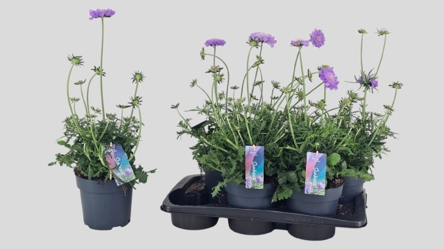 Горшечные цветы и растения оптом Scab Co Butterfly Bl от 6шт из Голландии с доставкой по России