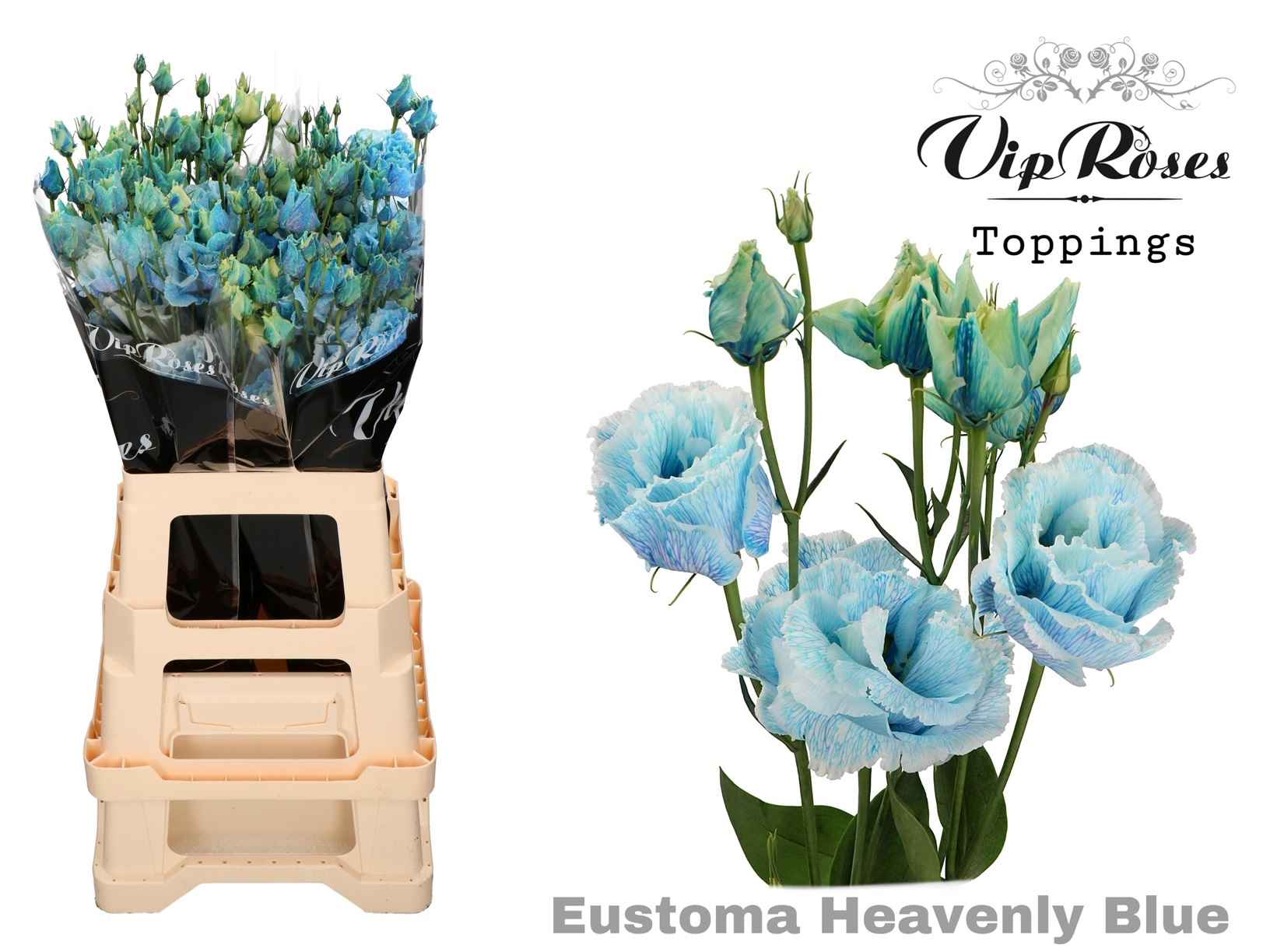 Срезанные цветы оптом Lisianthus do paint heavenly blue от 20шт из Голландии с доставкой по России