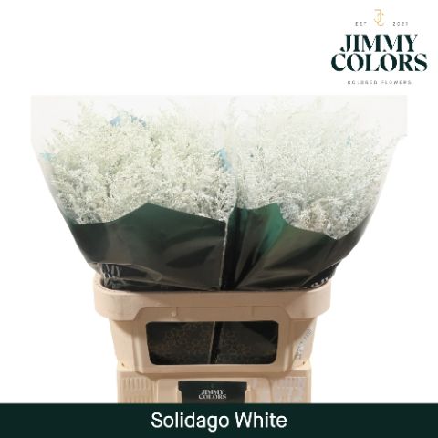 Срезанные цветы оптом Solidago paint white от 25шт из Голландии с доставкой по России