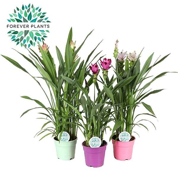 Горшечные цветы и растения оптом Curcuma Siam Mix 2+ от 6шт из Голландии с доставкой по России