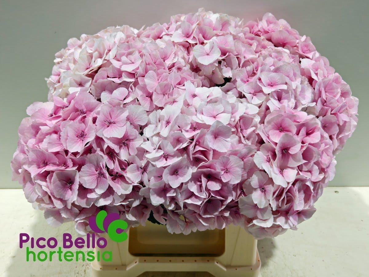 Срезанные цветы оптом Hydrangea my beautiful vienna от 10шт из Голландии с доставкой по России