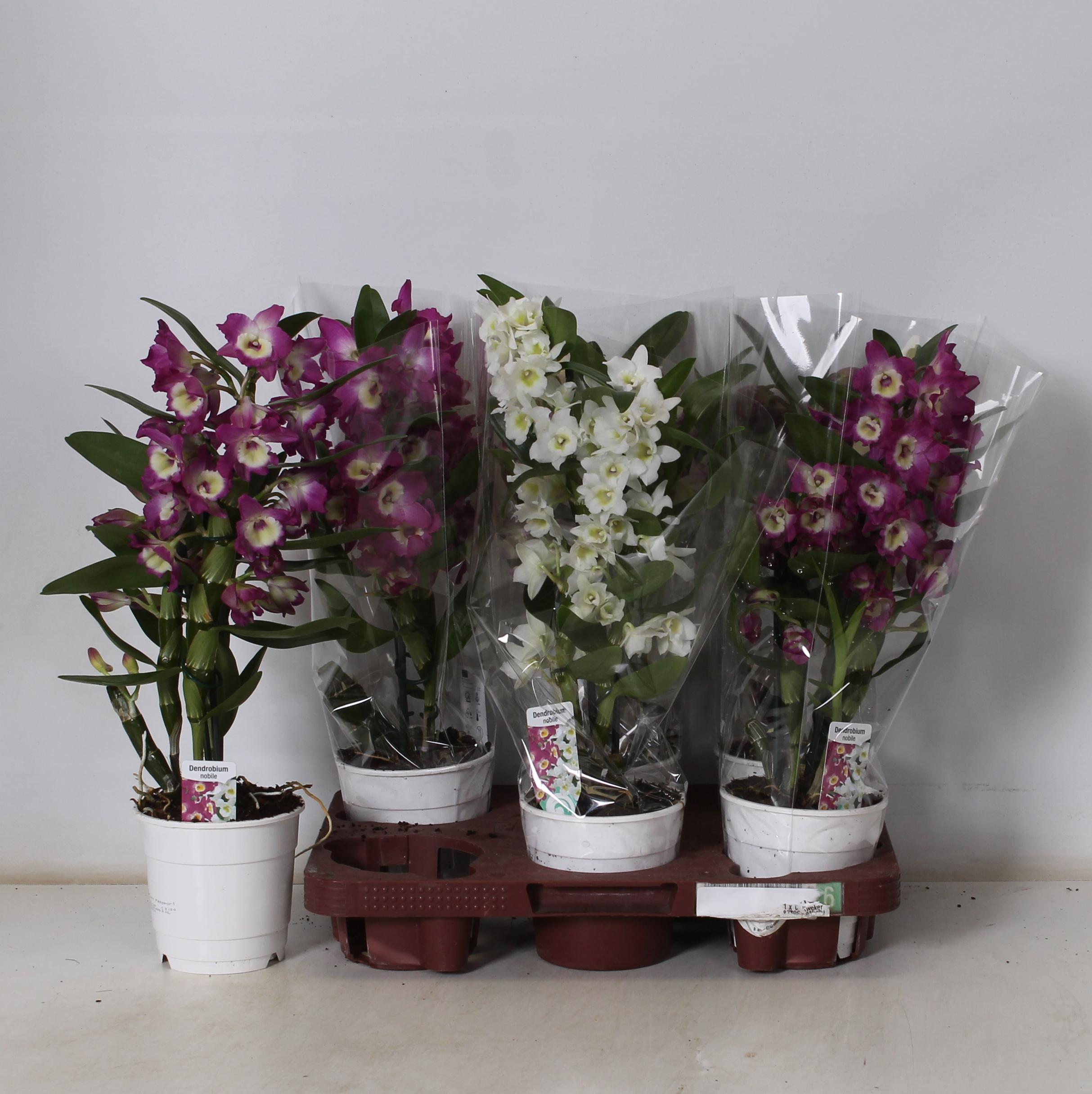 Горшечные цветы и растения оптом Dendr N Gem от 6шт из Голландии с доставкой по России