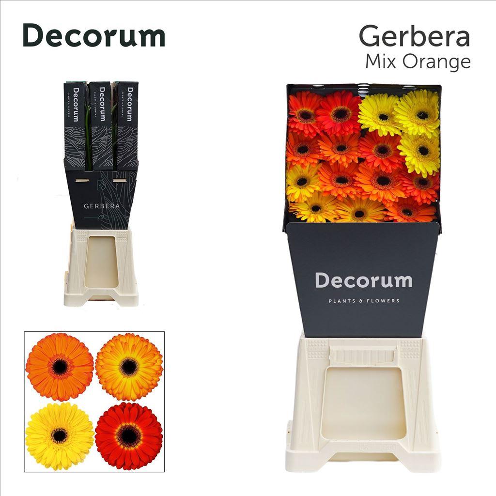 Срезанные цветы оптом Gerbera diamond mix orange от 45шт из Голландии с доставкой по России